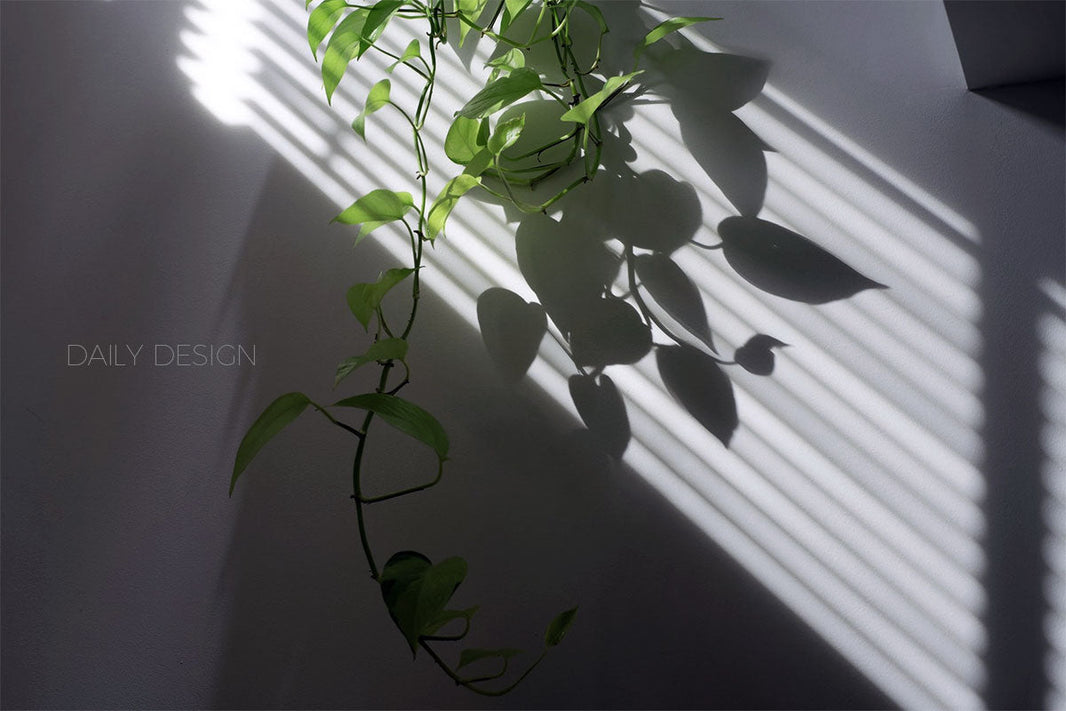 DAILY DESIGNストアがオープンしました